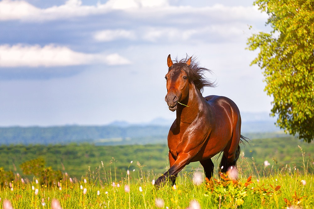 Vorteile von Pferdehanf